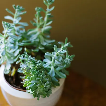 Deluxe Lwp7 아파트